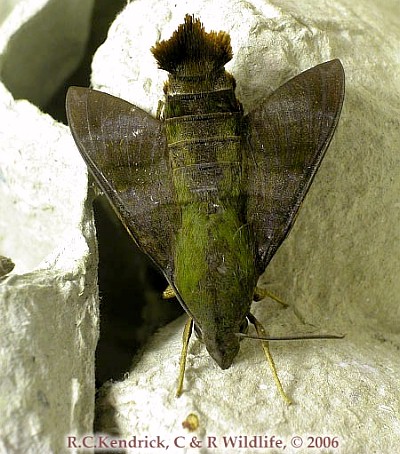 Adult Macroglossum corythus corythus, Hong Kong. Photo: &copy; Roger Kendrick