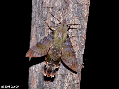 Adult Macroglossum corythus corythus, Bukit Fraser, Malaysia. Photo: &copy; CheongWeei Gan.