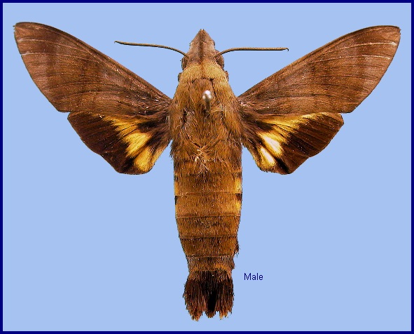 Faded male Macroglossum corythus corythus. Photo: &copy; NHMUK