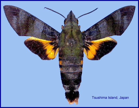 Fresh Macroglossum corythus corythus, Tsushima Island, Japan. Photo: &copy; Yoshiaki Sakai