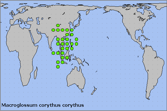 Global distribution of Macroglossum corythus corythus. Map: &copy; NHMUK.