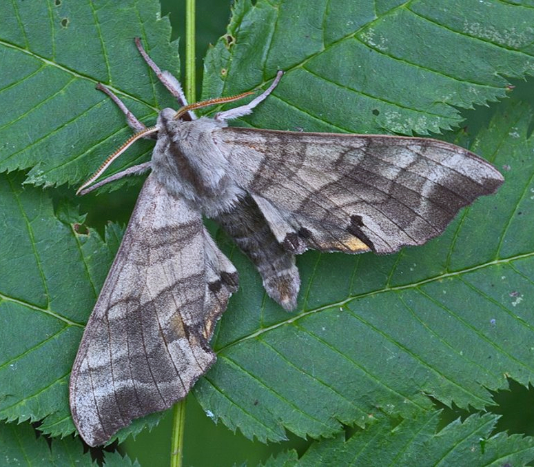 Alarmed fresh male of Marumba maackii maackii, Kravtsovka, Khasan District, Primorskiy Krai, Russian Far East, 1.07.2014. Photo: &copy; Evgenij Komarov.