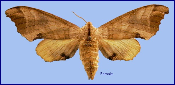 Female Marumba maackii maackii. Photo: &copy; NHMUK