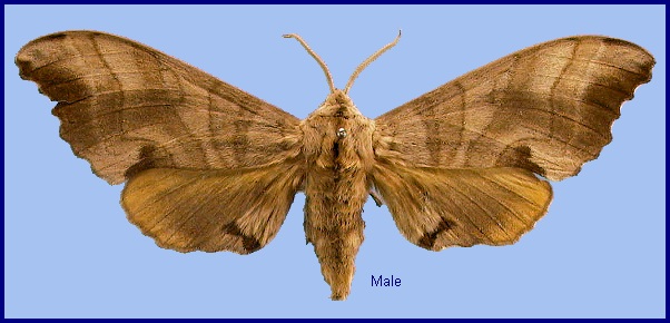 Male Marumba maackii maackii. Photo: &copy; NHMUK