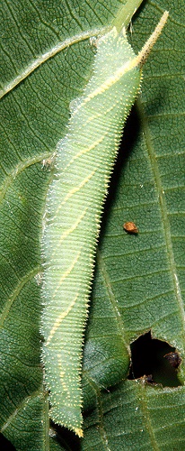 Fourth instar larva of Marumba maackii maackii, Lake Chanka, Primorskiy Krai, Russian Far East. Photo: &copy; Tony Pittaway