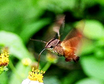 Feeding Macroglossum mediovitta, Japan. Photo: &copy; Awoki Itzuzai.