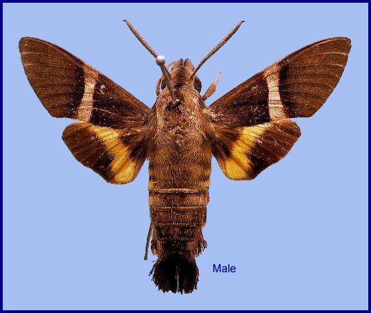 Male Macroglossum mediovitta. Photo: &copy; NHMUK