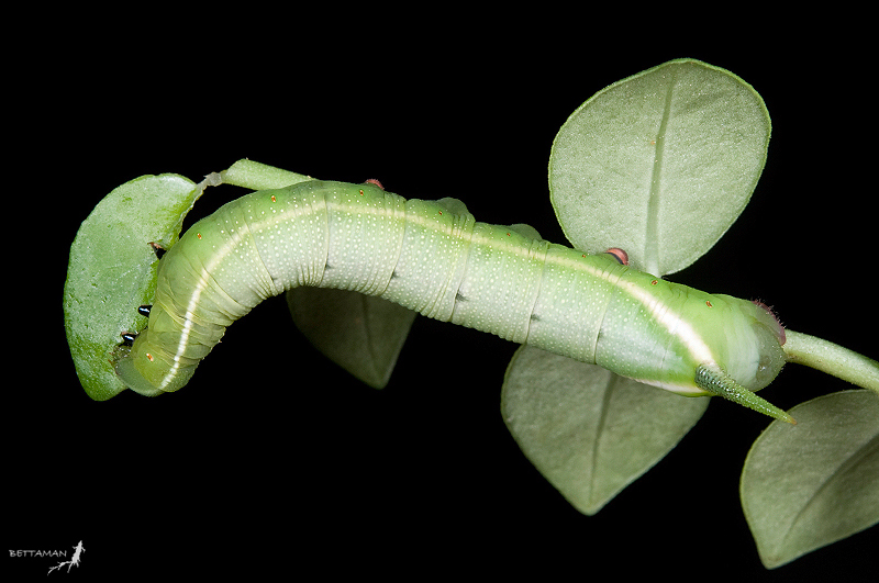 Full-grown larva of Macroglossum mediovitta on Psychotria serpens, Neihu, Taipei City, Taiwan. Photo: &copy; Shipher Wu.