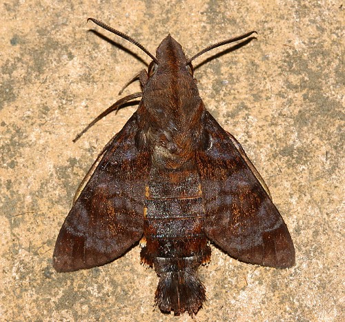 Adult Macroglossum neotroglodytus at rest, Taiwan. Photo: &copy; Henry Tzuoo.