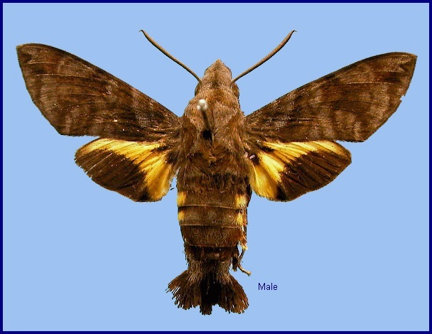 Male Macroglossum neotroglodytus. Photo: &copy; NHMUK