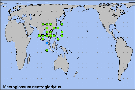 Global distribution of Macroglossum neotroglodytus. Map: &copy; NHMUK.