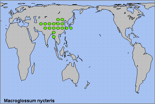 Global distribution of Macroglossum nycteris. Map: &copy; NHMUK.