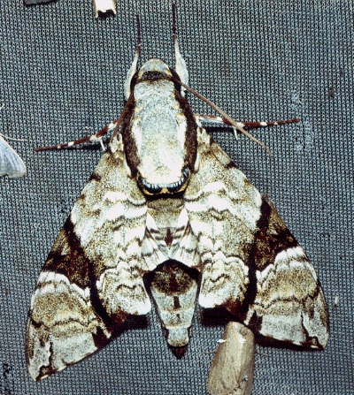 Adult Megacorma obliqua obliqua, Thailand. Photo: &copy; Ian Kitching
