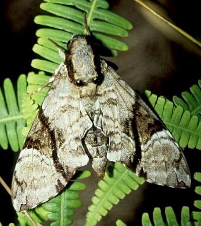 Adult Megacorma obliqua obliqua, Palawan, Philippines. Photo: &copy; Jan Petersen