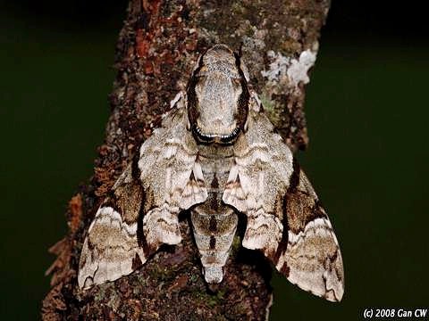 Adult Megacorma obliqua obliqua, Bukit Fraser, Malaysia. Photo: &copy; CheongWeei Gan.