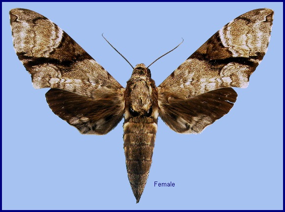 Female Megacorma obliqua obliqua. Photo: &copy; NHMUK