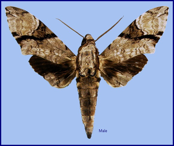 Male Megacorma obliqua obliqua. Photo: &copy; NHMUK