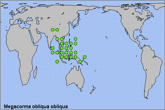 Global distribution of Megacorma obliqua obliqua. Map: &copy; NHMUK.