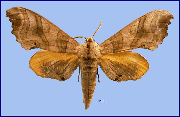 Male Marumba maackii ochreata. Photo: &copy; NHMUK.