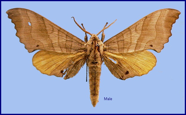 Male Marumba maackii ochreata. Photo: &copy; NHMUK.