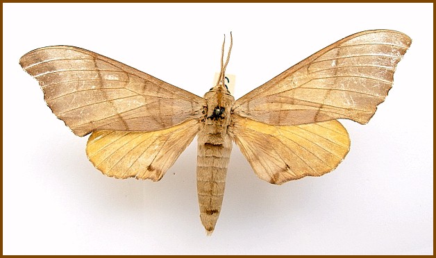 Male Marumba maackii ochreata, Tianmu Shan, Zhejiang, China: leg. Mell, 1937. Photo: &copy; Tony Pittaway, SIES