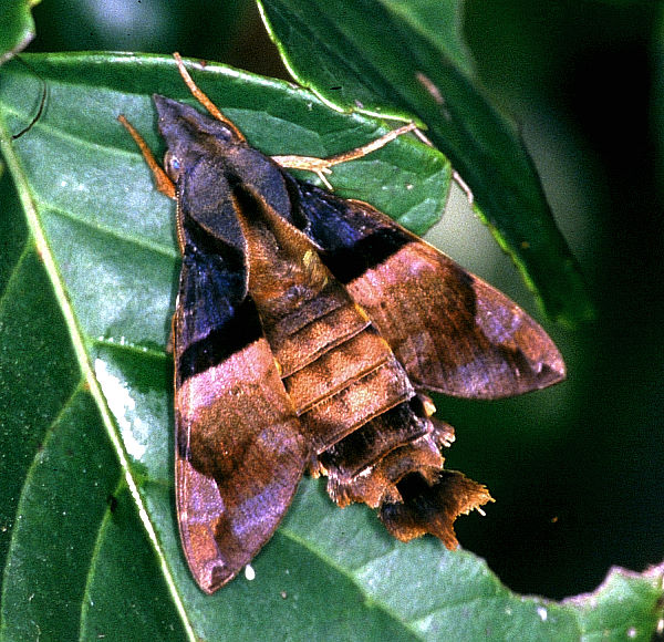 Fresh adult Macroglossum passalus, Taiwan. Photo: &copy; Felix Lin.