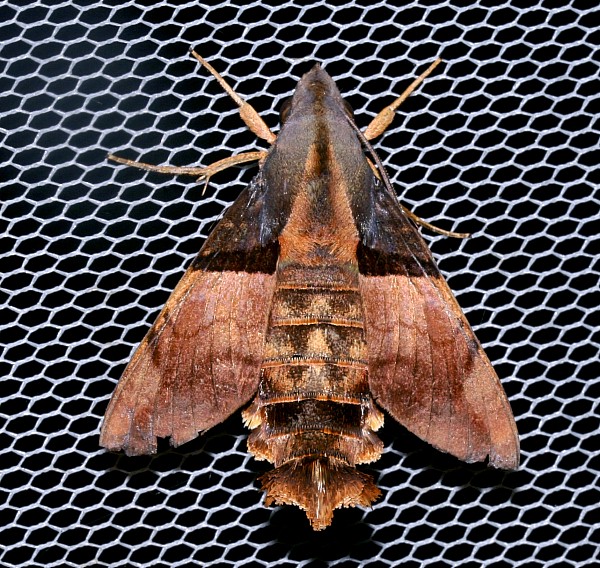 Adult Macroglossum passalus, Jiucai Ling, Guizhou, China. Photo: &copy; Viktor Sinjaev.