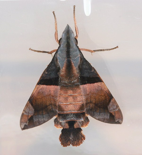 Adult Macroglossum passalus, Taiwan. Photo: &copy; Henry Tzuoo.