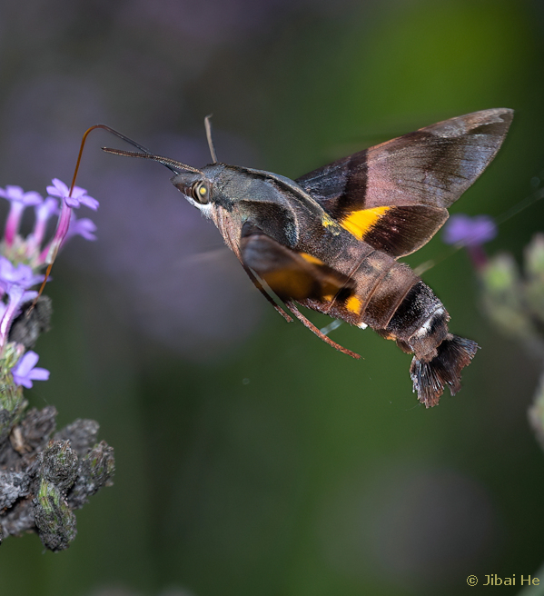 Adult Macroglossum passalus feeding, Nanji Islands National Nature Reserve, Wenzhou, Zhejiang, China, 31.vii.2023. Photo: &copy; He JiBai.