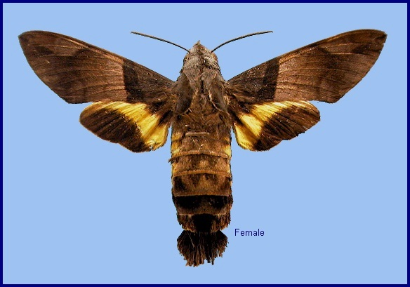 Female Macroglossum passalus. Photo: &copy; NHMUK