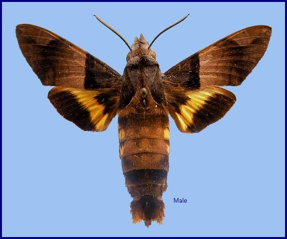 Male Macroglossum passalus. Photo: &copy; NHMUK