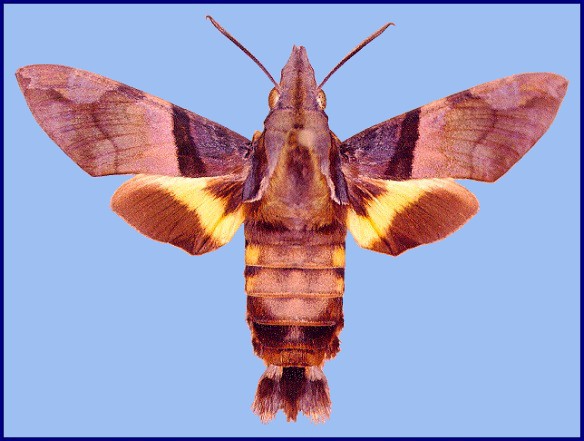 Fresh Macroglossum passalus, Hong Kong, China. Photo: &copy; John Tennent
