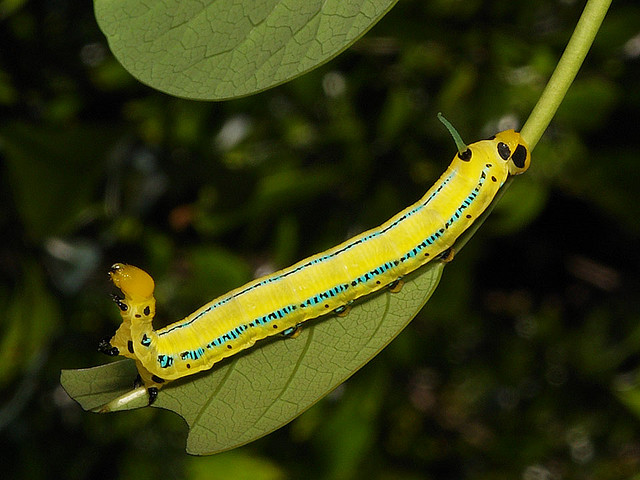 Full-grown larva of Macroglossum passalus, Hong Kong, China. Photo: &copy; H. K. Tang