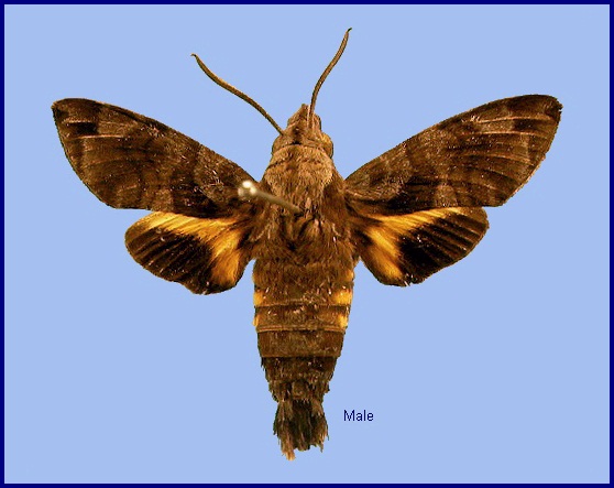 Male Macroglossum vicinum piepersi for comparison. Photo: &copy; NHMUK