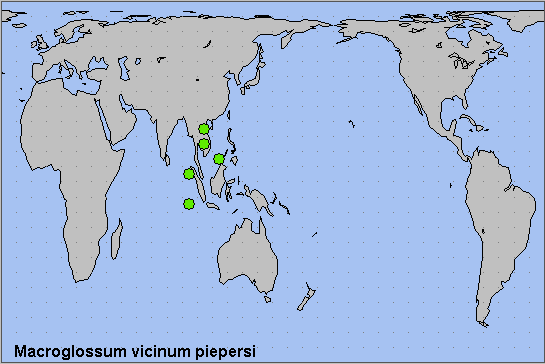Global distribution of Macroglossum vicinum piepersi. Map: &copy; NHMUK.