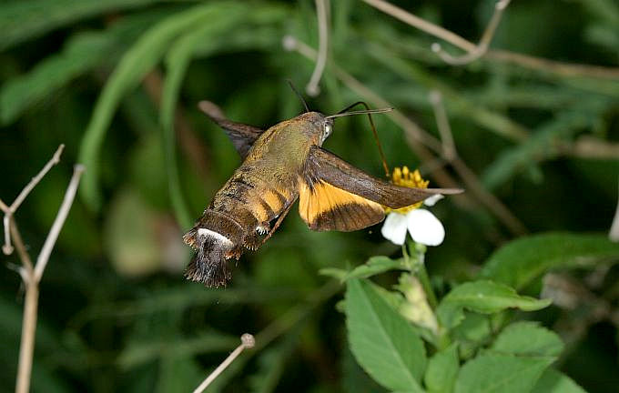 Adult Macroglossum corythus corythus in flight, Japan. Photo: &copy; Hiromi Matsui.