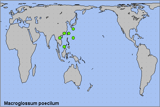 Global distribution of Macroglossum poecilum. Map: &copy; NHMUK.
