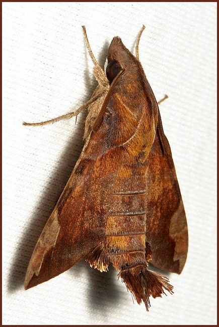 Male Macroglossum prometheus prometheus, Simao/Pu'er, Yunnan, China, 16.viii.2012. Photo: &copy; John Horstman.