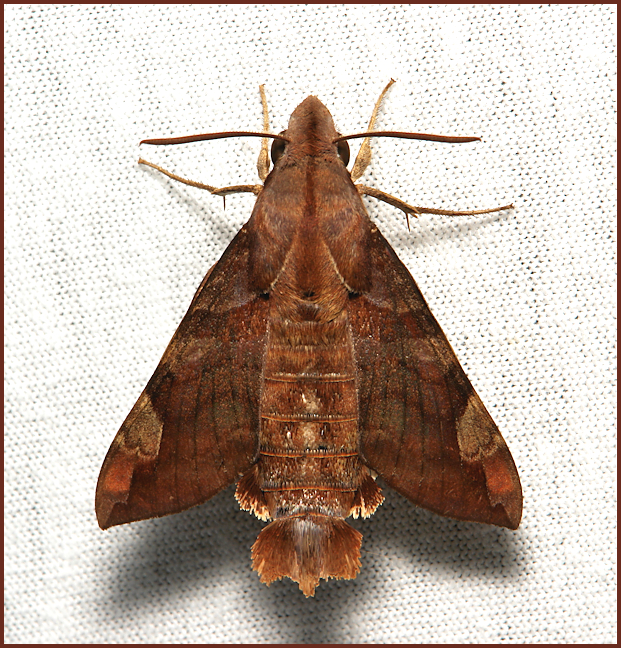 Male Macroglossum prometheus prometheus, Simao/Pu'er, Yunnan, China, 1.ii.2014. Photo: &copy; John Horstman.