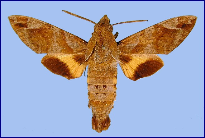 Adult Macroglossum prometheus prometheus. Photo: &copy; NHMUK