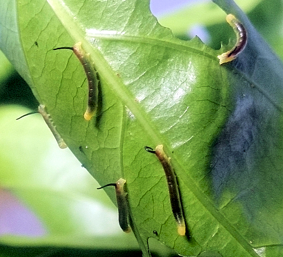 Immature larvae of Macroglossum prometheus prometheus on Morinda citrifolia, Battang, Sulawesi, Indonesia. Photo: &copy; Aras Sandi.