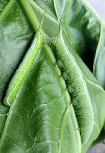 Full-grown larvae of Macroglossum prometheus prometheus (green form) on Morinda citrifolia, Battang, Sulawesi, Indonesia. Photo: &copy; Aras Sandi.