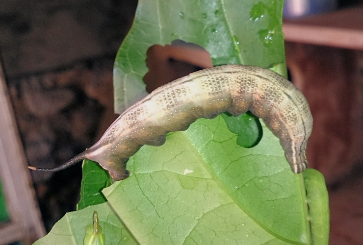Full-grown larvae of Macroglossum prometheus prometheus (grey-brown form) on Morinda citrifolia, Battang, Sulawesi, Indonesia. Photo: &copy; Aras Sandi.