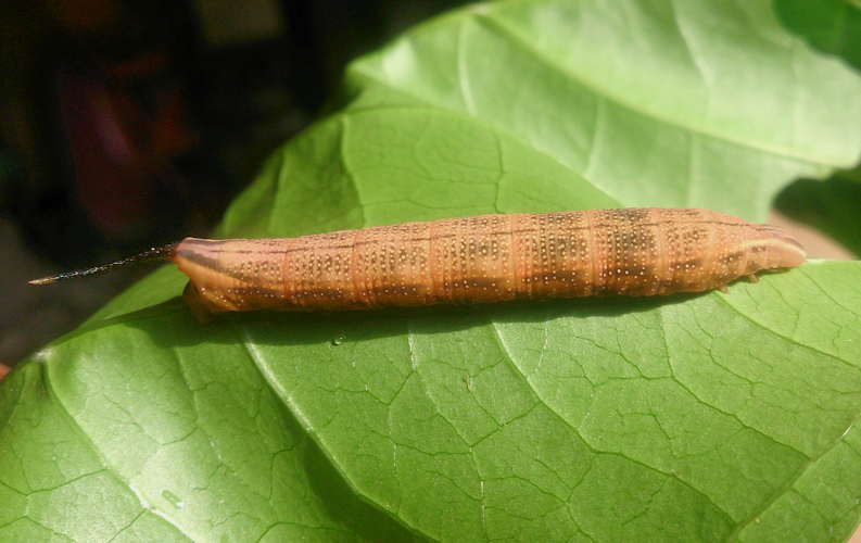 Full-grown larvae of Macroglossum prometheus prometheus (brown form) on Morinda citrifolia, Battang, Sulawesi, Indonesia. Photo: &copy; Aras Sandi.