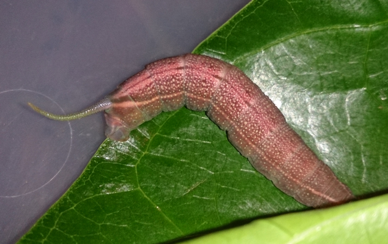 Full-grown larvae of Macroglossum prometheus prometheus (pre-pupation colour), Battang, Sulawesi, Indonesia. Photo: &copy; Aras Sandi.
