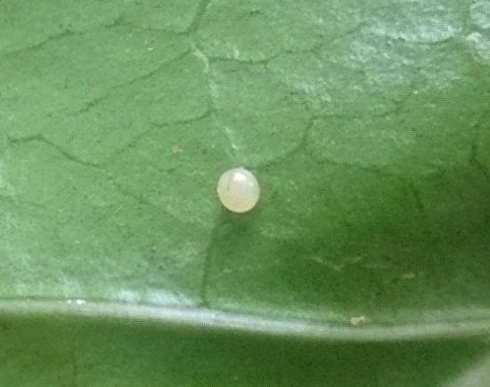 Egg of Macroglossum prometheus prometheus, Battang, Sulawesi, Indonesia. Photo: &copy; Aras Sandi.