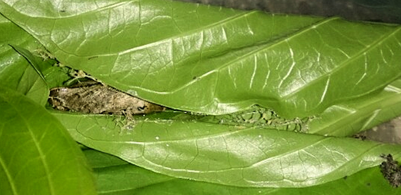 Pupation cell of Macroglossum prometheus prometheus, Battang, Sulawesi, Indonesia. Photo: &copy; Aras Sandi.
