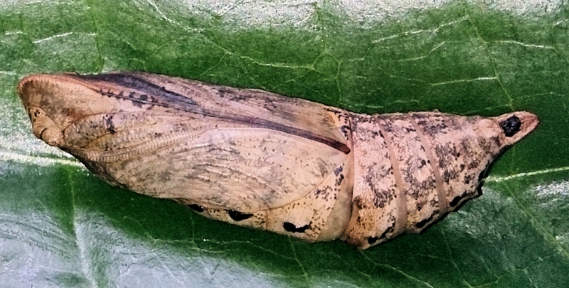 Pupa of Macroglossum prometheus prometheus, Battang, Sulawesi, Indonesia. Photo: &copy; Aras Sandi.