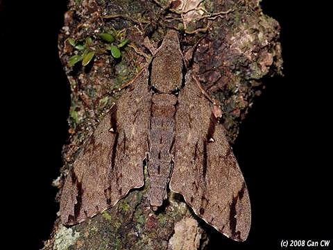 Male Cerberonoton rubescens rubescens, Bukit Fraser, Malaysia. Photo: &copy; CheongWeei Gan.