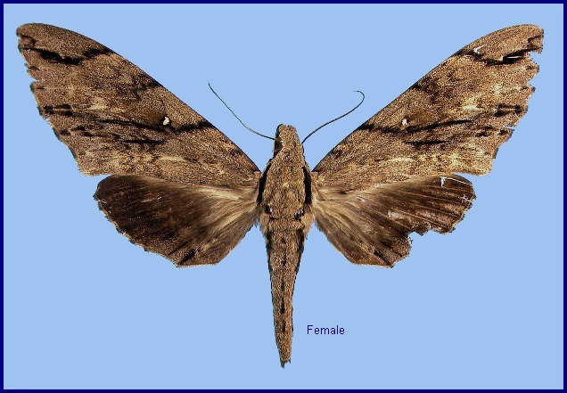 Female Cerberonoton rubescens rubescens. Photo: &copy; NHMUK